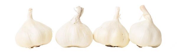 Czosnek polski główka